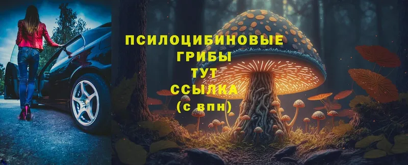 Галлюциногенные грибы MAGIC MUSHROOMS  купить закладку  Прокопьевск 